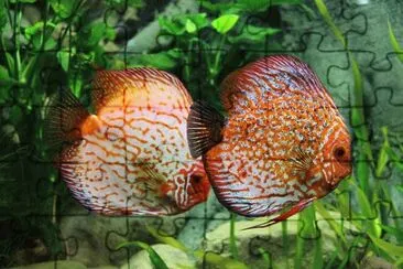 Foto jigsaw puzzle