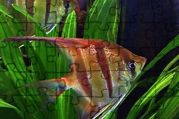 Foto jigsaw puzzle