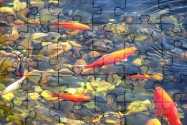 Foto jigsaw puzzle