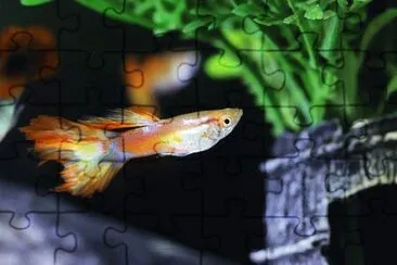 Foto jigsaw puzzle