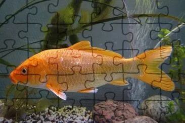 Foto jigsaw puzzle