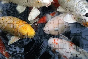 Foto jigsaw puzzle
