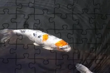 Foto jigsaw puzzle