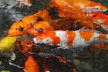 Foto jigsaw puzzle