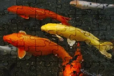 Foto jigsaw puzzle