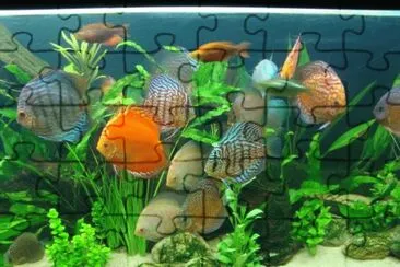 Foto jigsaw puzzle