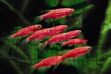 Foto jigsaw puzzle