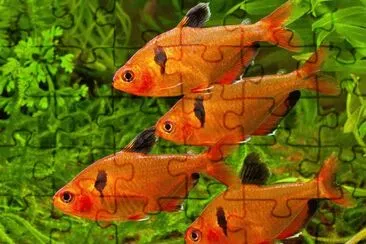 Foto jigsaw puzzle