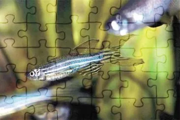 Foto jigsaw puzzle