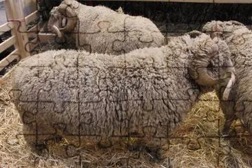 Merino d 'arles jigsaw puzzle