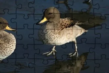 Alzavola marezzata jigsaw puzzle