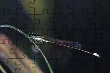Ischnura ramburii jigsaw puzzle