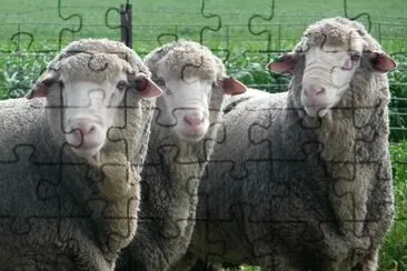 Merino argentina jigsaw puzzle