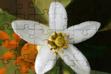 OK jigsaw puzzle