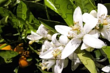 OK jigsaw puzzle