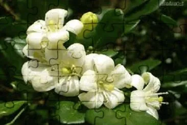 OK jigsaw puzzle