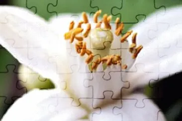 OK jigsaw puzzle