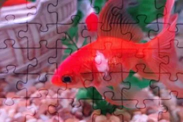 Foto jigsaw puzzle