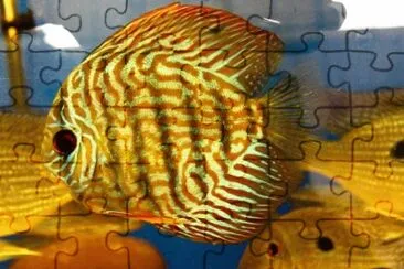 Foto jigsaw puzzle