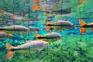 Foto jigsaw puzzle