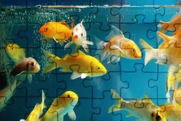 Foto jigsaw puzzle