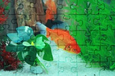 Foto jigsaw puzzle