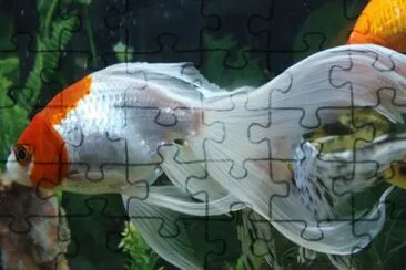 Foto jigsaw puzzle
