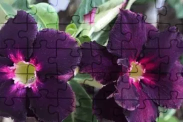 OK jigsaw puzzle