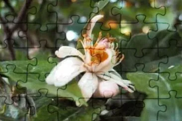 OK jigsaw puzzle