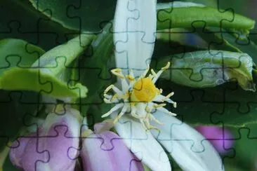 OK jigsaw puzzle