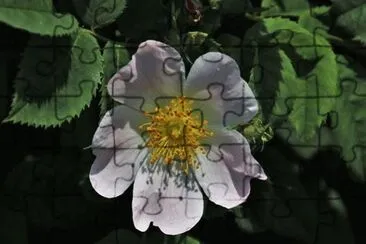 0K jigsaw puzzle