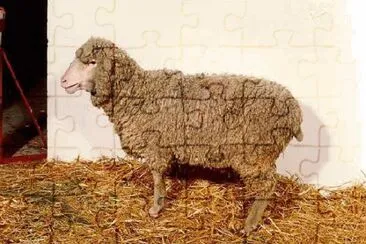 Gentile di puglia jigsaw puzzle