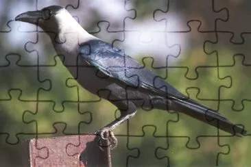 פאזל של Corvo delle case