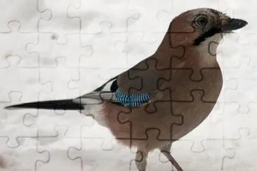 Garrulus