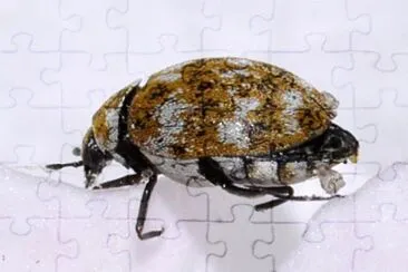 Anthrenus verbasci