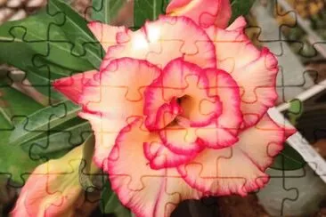 OK jigsaw puzzle