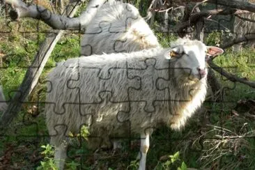 Saltasassi jigsaw puzzle