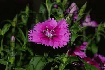 OK jigsaw puzzle