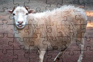 Skudde