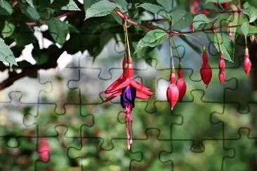 Foto jigsaw puzzle