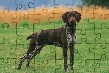 Foto jigsaw puzzle