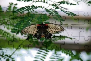 Foto jigsaw puzzle