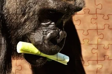 Foto jigsaw puzzle