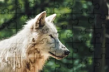 פאזל של Foto