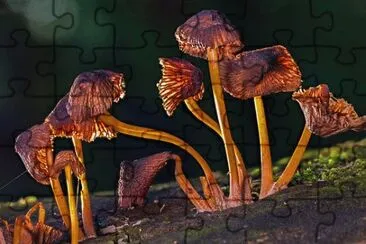 Toy jigsaw puzzle