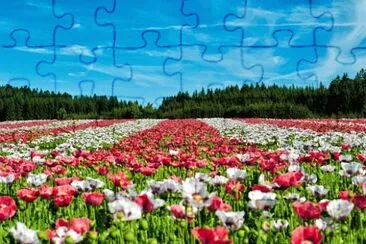 Toy jigsaw puzzle