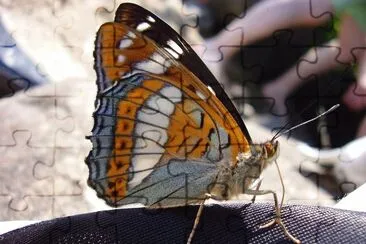 Limenitis populi