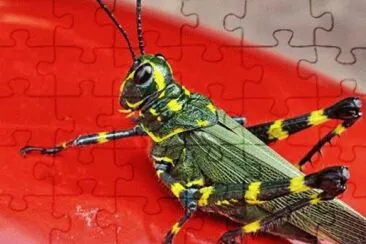 Toy jigsaw puzzle