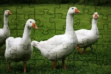 Toy jigsaw puzzle