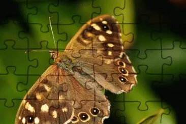 Foto jigsaw puzzle